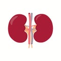 Illustration of left and right kidney. Human internal organ.