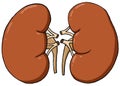 Illustration of left and right kidney.