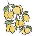 Illustration of Lemon Branch. Vector Graphic Royalty Free Stock Photo