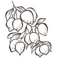 Illustration of Lemon Branch. Vector Graphic Royalty Free Stock Photo