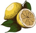 Illustration lemons with leaves linart color