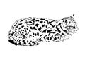 illustration of leopard cat or fishing cat, isolated vector