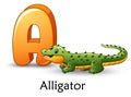 Letter A is for Alligator cartoon alphabet Royalty Free Stock Photo