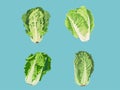 Crisp and Fresh - Illustration of Lettuce