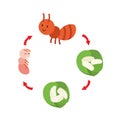 Illustration life cycle ant