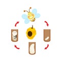 Illustration life cycle bee