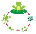 Life cycle of a Frog Royalty Free Stock Photo