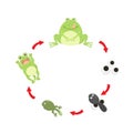 Illustration life cycle frog