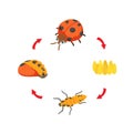 Illustration life cycle ladybug Royalty Free Stock Photo