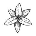 Illustration of lily flower in engraving style. Design element for poster, card, banner, sign. Royalty Free Stock Photo