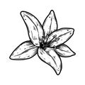 Illustration of lily flower in engraving style. Design element for poster, card, banner, sign. Royalty Free Stock Photo