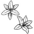 Illustration of lily flower in engraving style. Design element for poster, card, banner, sign. Royalty Free Stock Photo