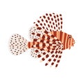Illustration of a lionfish. Tropical, exotic fish.