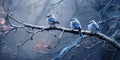 Birds on a frosty branch