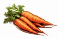 A illustration of a little pile of orange carrots on a white background with green fronds. Copy space.