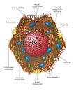 Illustration of liver cell
