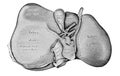 The illustration of the liver in the old book die Anatomie des Menschen, by C. Heitzmann, 1875, Wien