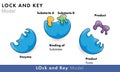 Lock and key enzyme activity model