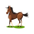 Flat vector design of lovely brown horse walking by green grass. Hoofed mammal animal with black mane and tail Royalty Free Stock Photo