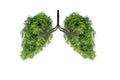 Illustration of lung tree Environment and Medicine