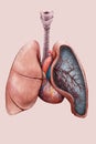 Illustration of the lungs, trachea, bronchi and heart