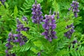 Lupinus officinalis, also known as the lupine