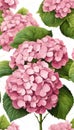 Illustration of Lush Pink Hydrangea Blooms