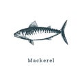 Illustration of mackerel. Fish sketch in vector. Drawn seafood in engraving style. Used for can sticker, shop label etc. Royalty Free Stock Photo