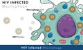 HIV infected macrophage