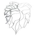 Grape leafe, illustration hand drawn by graphit pencil Royalty Free Stock Photo