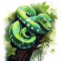 Green Tree Python in the Wild