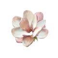 Illustration of a magnolia flower Royalty Free Stock Photo