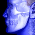 Illustration of male head showing skeleton