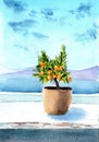 illustration of a mandarin tree in a brown pot Royalty Free Stock Photo