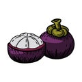 Illustration of Mangosteen - Vector Illustration