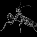 An illustration of a mantis in monochrome, featuring elongated legs and antennae.