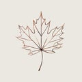 Illustration of a maple leaf outline on a plain white background Royalty Free Stock Photo