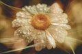 Illustration - Marguerite - water drops - bokeh - light rays