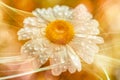 Illustration - Marguerite - water drops - bokeh - light rays - orange