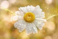 Illustration - Marguerite - water drops - bokeh - light rays - yellow-gold