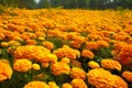 Marigold flower field in the morning at Doi Mae Salong, Chiang Rai, Thailand