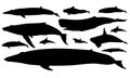 Illustration of marine mammals