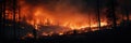 A panorama of a huge forest fire burning trees during the evening Royalty Free Stock Photo