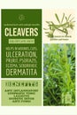medicinal herbs benefits - herbalist advise - Cleavers
