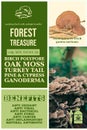 medicinal herbs benefits - herbalist advise - forest treasure