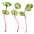 Illustration of a micro-green radish in watercolor style. Young seed seedlings, edible leaves, a healthy food supplement. Clipart