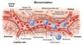Illustration of microcirculation within a capillary Royalty Free Stock Photo