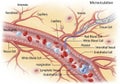 Illustration of microcirculation showing a network of blood vessels Royalty Free Stock Photo