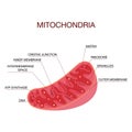 Diagram of the structure of mitochondria. Medical Education Vector Illustration