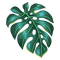 Illustration of monstera palm leaf. Decorative image of tropical foliage and plant.